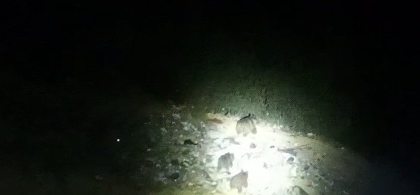 cukurca-yoluna-inen-ayi-ailesi-goruntulendi