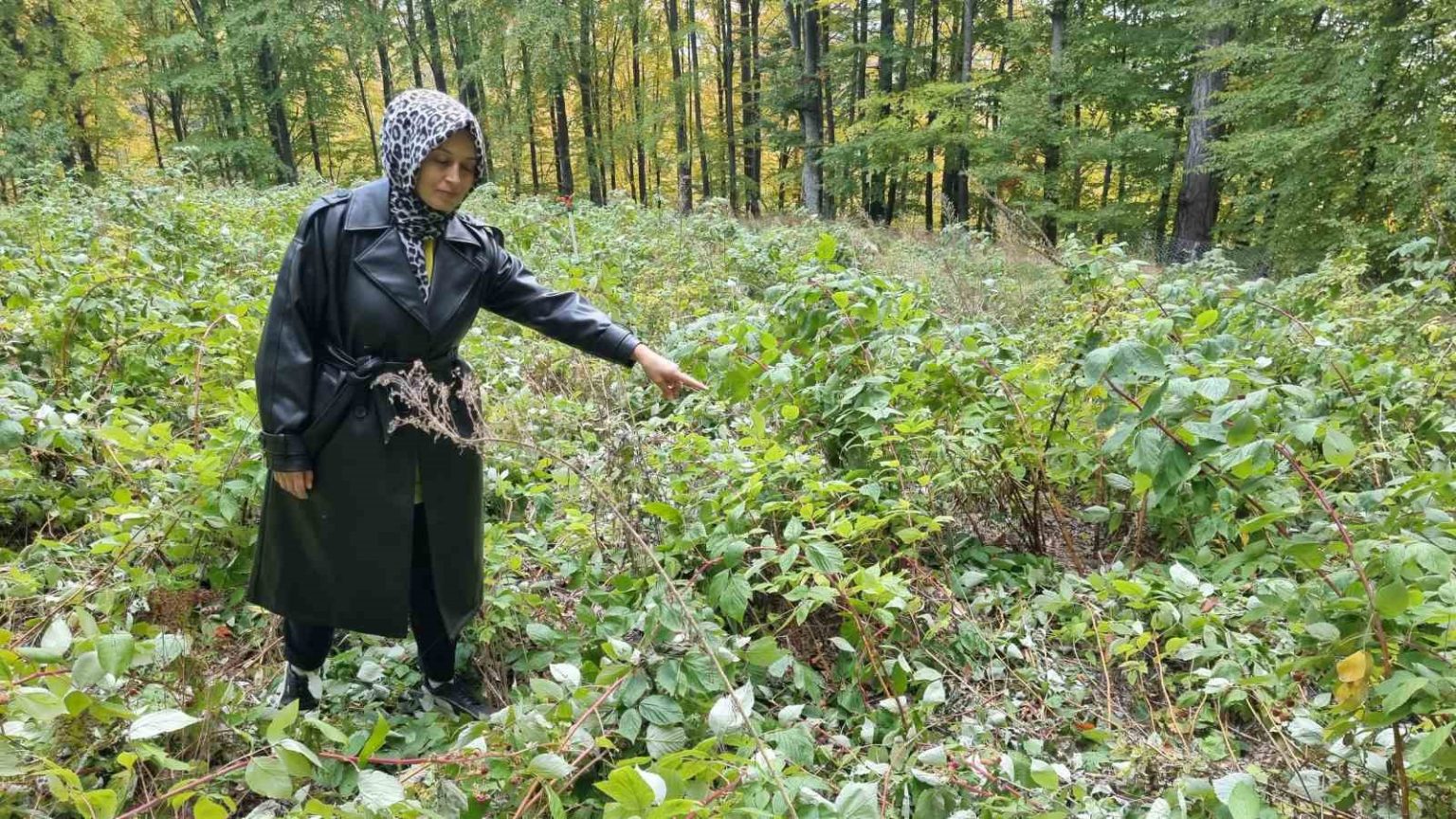 domanicte-genc-girisimcinin-2-donumluk-ahududu-bahcesini-ayilar-talan-etti