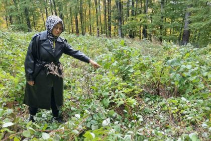 domanicte-genc-girisimcinin-2-donumluk-ahududu-bahcesini-ayilar-talan-etti