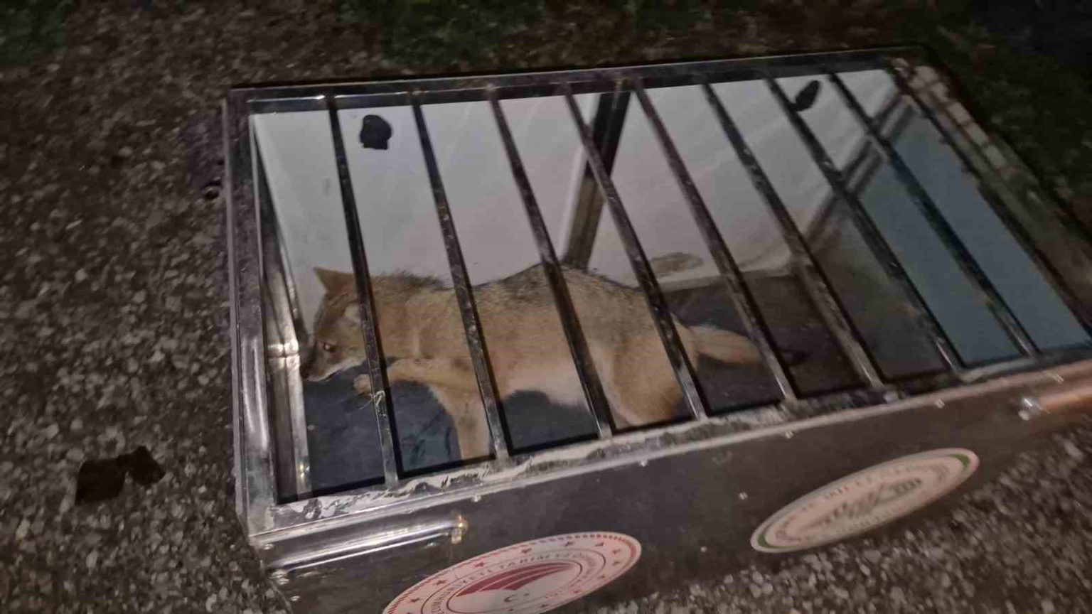 ekipler-gelene-kadar-carptiklari-tilkinin-basindan-ayrilmadilar