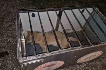 ekipler-gelene-kadar-carptiklari-tilkinin-basindan-ayrilmadilar