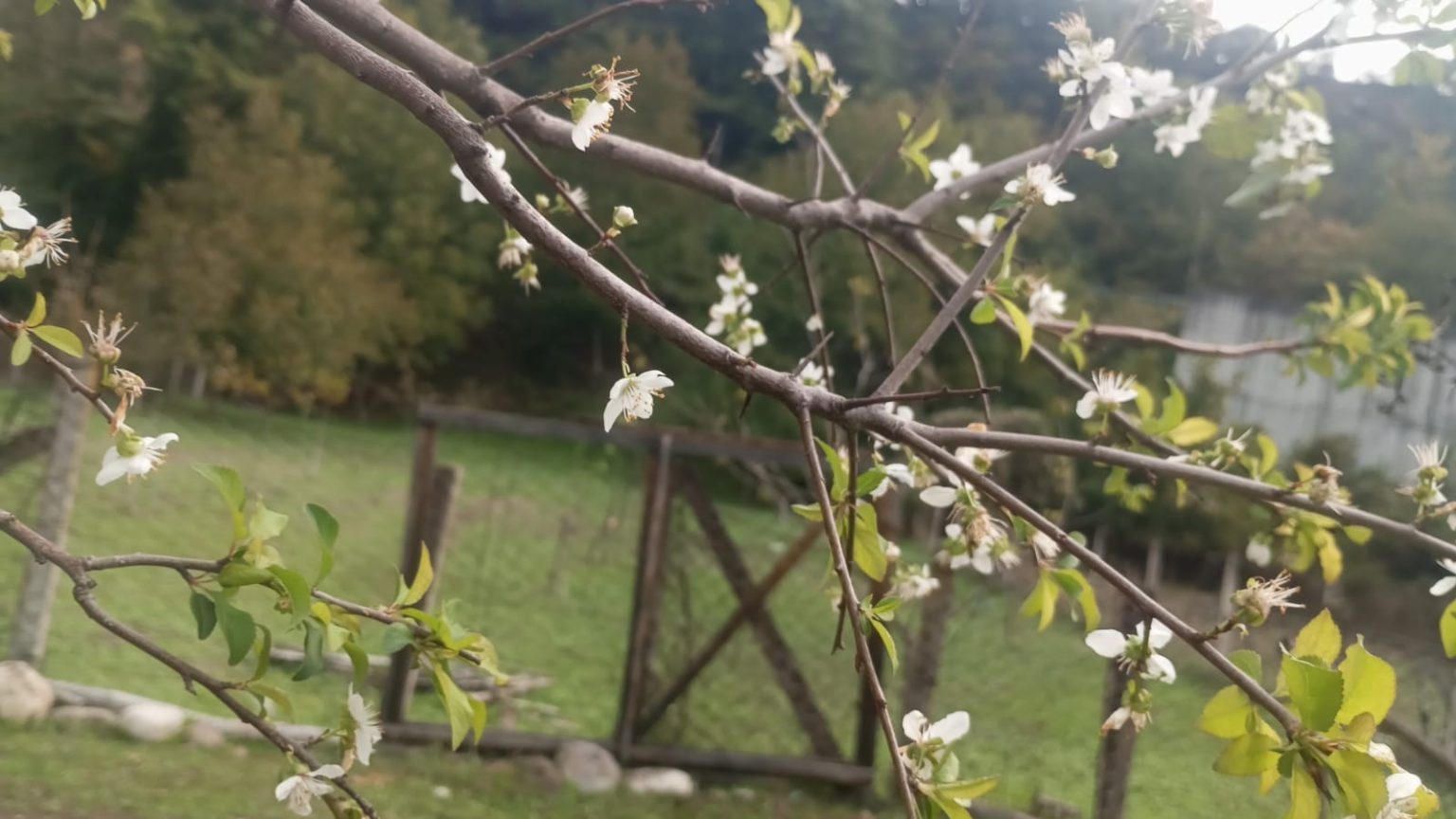 erik-agaci-ekim-ayinda-cicek-acti