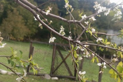 erik-agaci-ekim-ayinda-cicek-acti