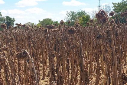 gida-guvenligi-kamu-denetimiyle-saglanmali