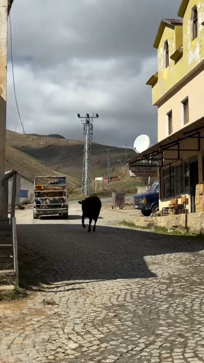 ineklerin-yayladan-huzunlu-ayriligi-sosyal-medyada-viral-oldu