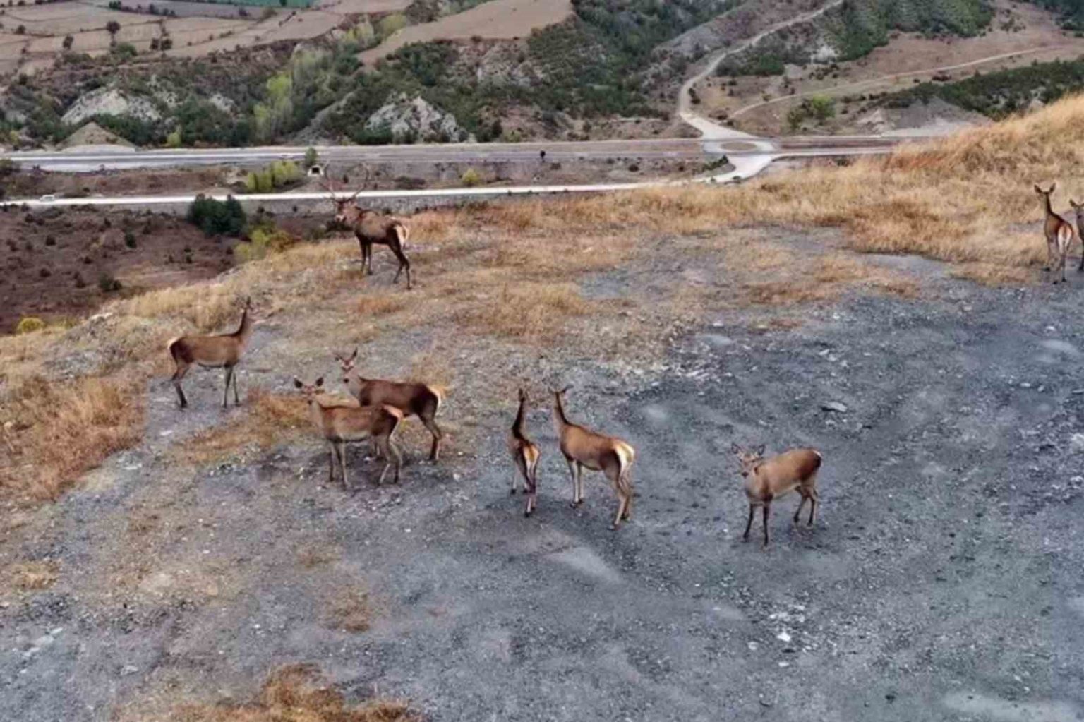 kastamonunda-kizil-geyikler-kameralara-yansidi