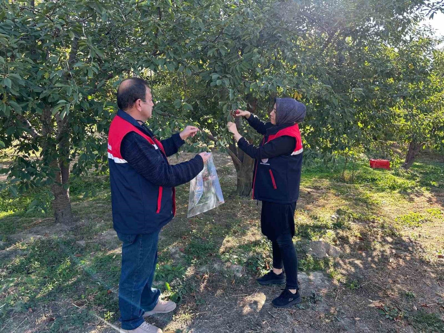 kiraz-ve-visne-de-zararlilara-karsi-numune-alindi