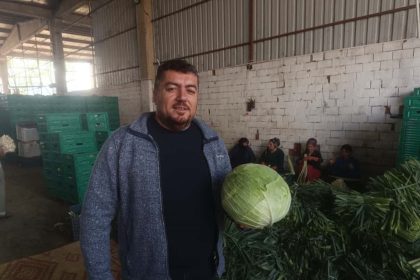 kislik-urunlerde-hasat-basladi