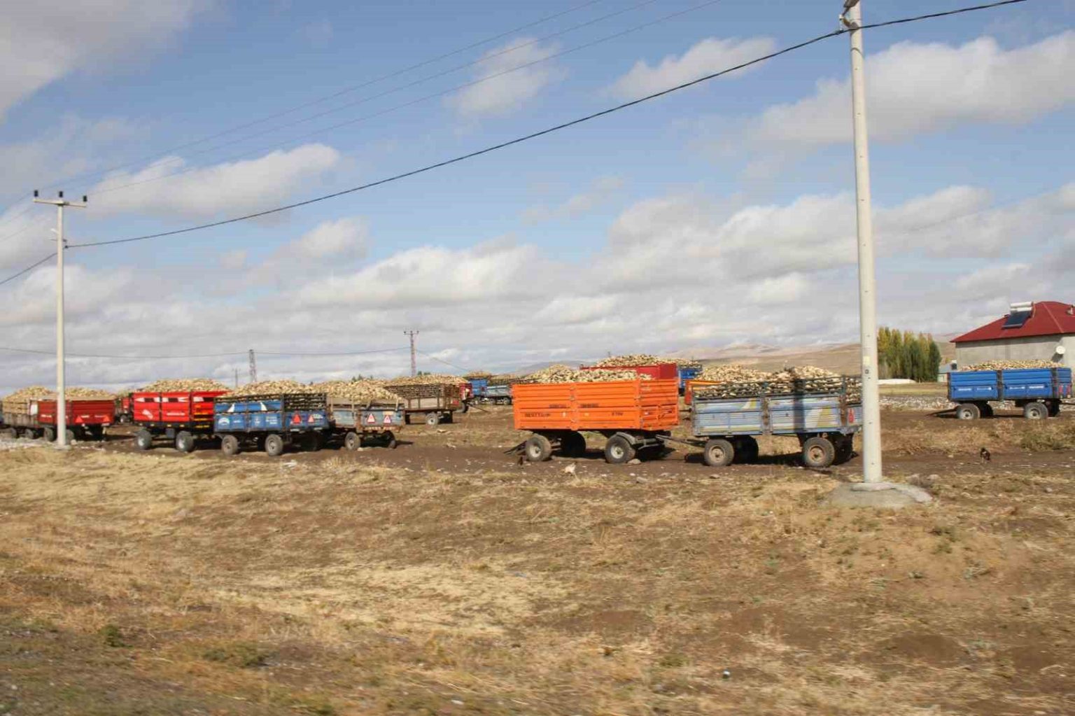 malazgirtte-seker-pancar-alimlari-devam-ediyor