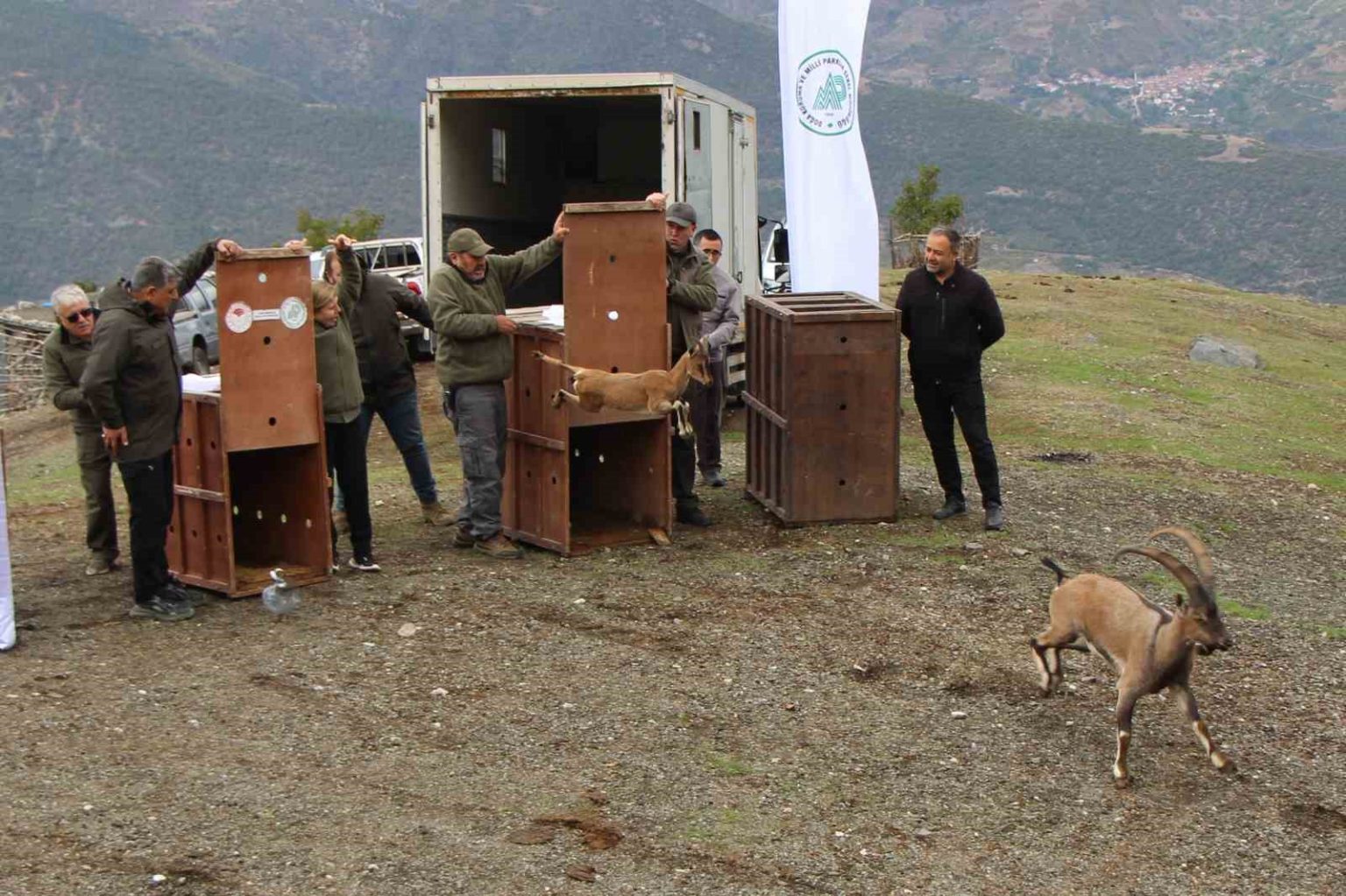 mersinde-yakalanan-5-yaban-kecisi-amasyada-dogaya-salindi