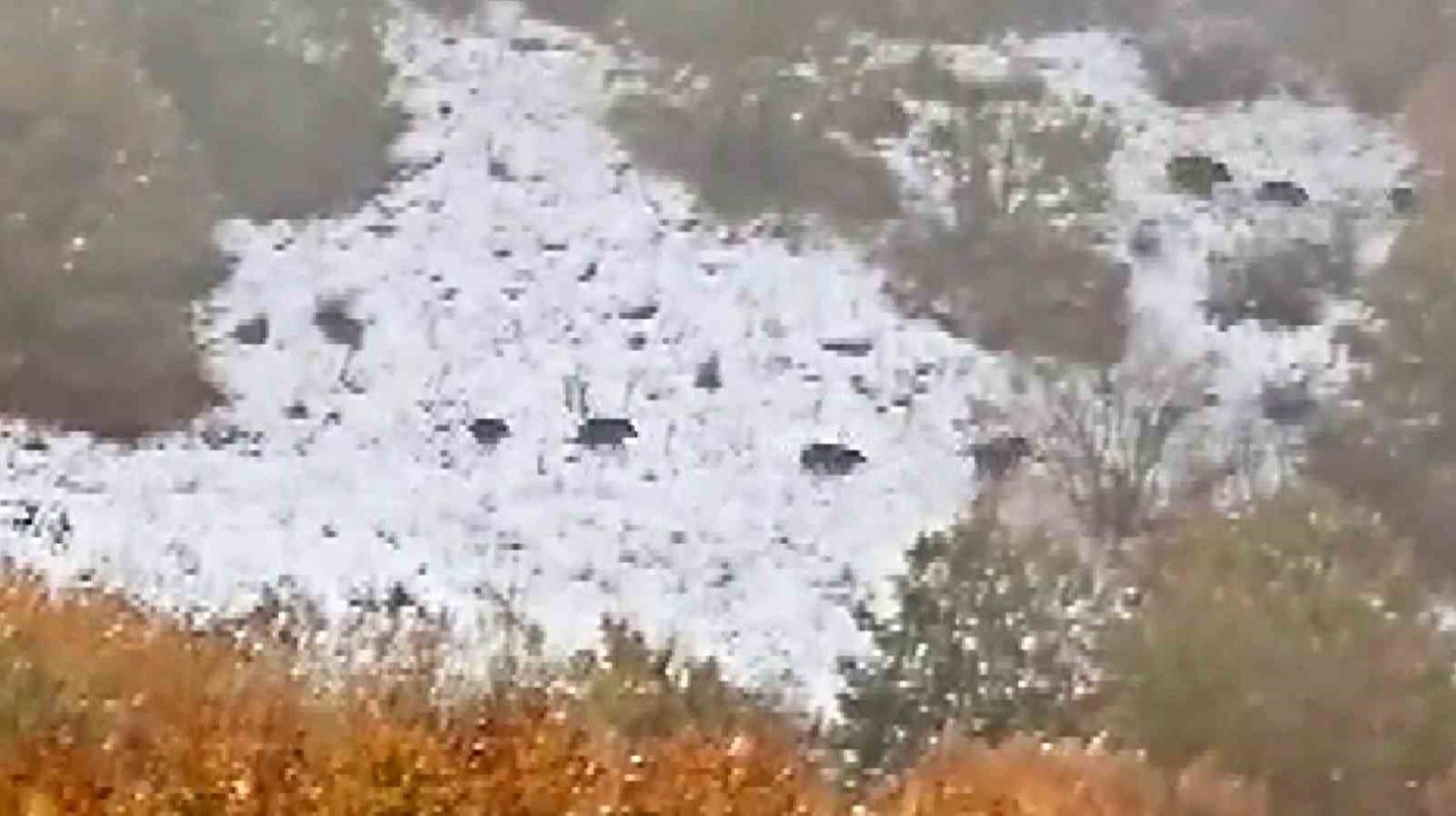 sivasin-celtek-koyunde-yaban-domuzu-surusu-goruntulendi