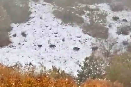 sivasin-celtek-koyunde-yaban-domuzu-surusu-goruntulendi