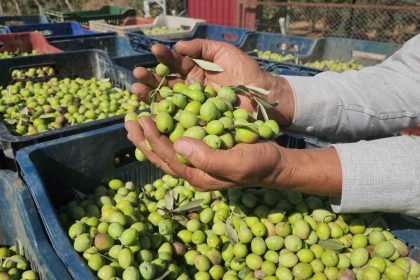 sofralik-zeytinde-bereketli-hasat-kilogram-fiyati-55-tlden-tarladan-alici-buluyor