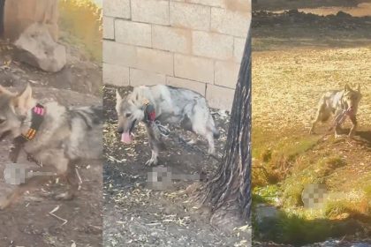 vanda-zincire-vurulan-kurt-kurtarildi