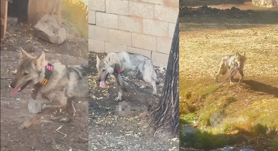 vanda-zincire-vurulan-kurt-kurtarildi