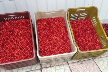 vitamin-deposu-kizilcik-tezgahlarda-yerini-aldi