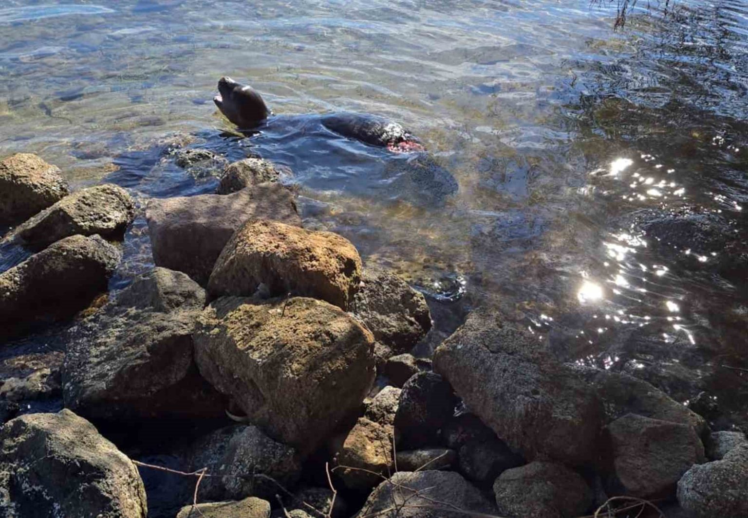 yaralanan-akdeniz-yavru-kesis-foku-oldu