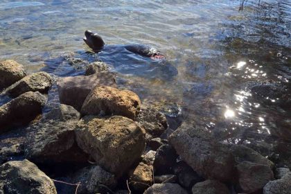 yaralanan-akdeniz-yavru-kesis-foku-oldu