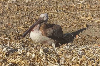 yarali-pelikana-vatandaslardan-yardim-eli