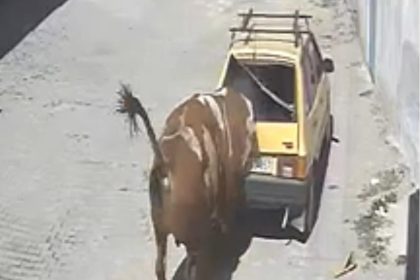 ahirdan-kacan-kizgin-boga-hirsini-otomobilden-cikartti