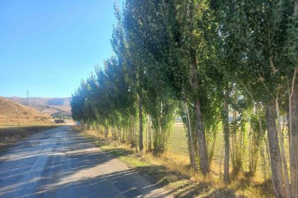 bayburtlu-vatandastan-dsiye-tepki-hicbir-gerekce-gostermeden-fidanlarimizi-katletmek-istiyorlar