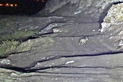 budakli-kaplicalari-icin-vahsi-hayvan-uyarisi