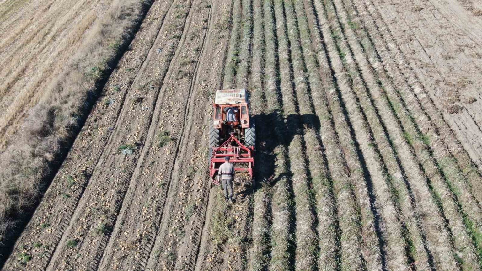 kastamonuda-patates-hasadi-suruyor