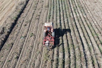 kastamonuda-patates-hasadi-suruyor