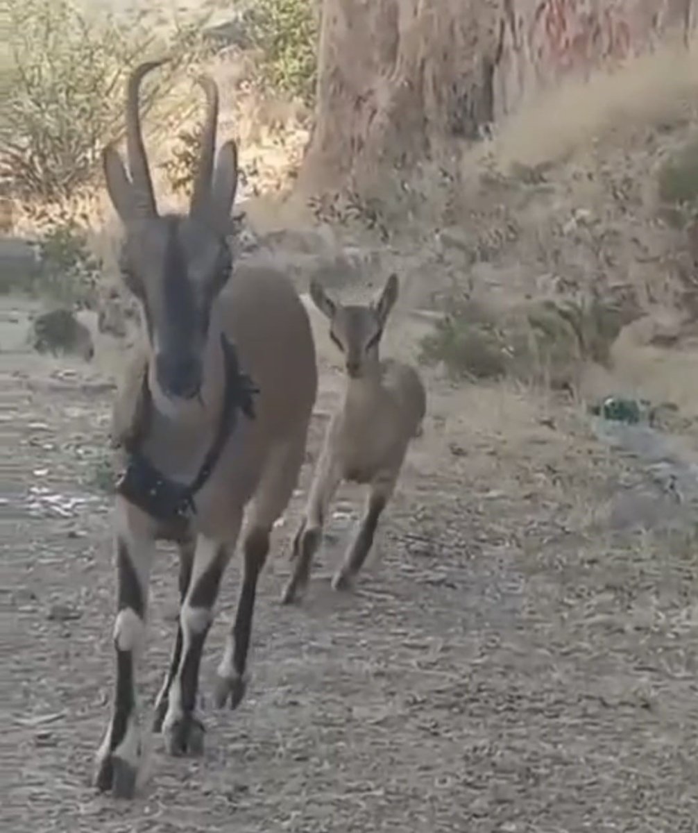 kazankaya-kanyonuna-birakilan-keciler-yavrulayip-cogaliyor