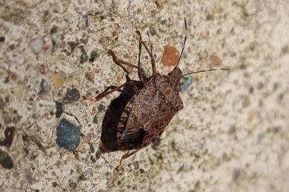 kokarca-sayisi-zirvede-uzmani-bahar-aylarina-dikkat-cekti