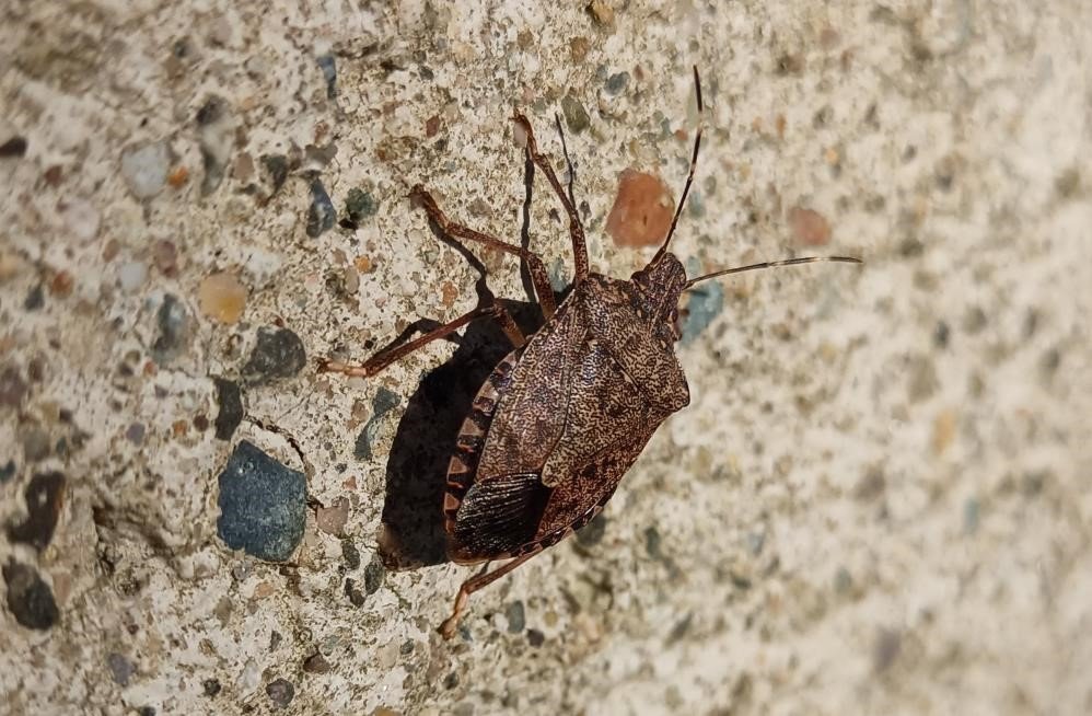 kokarca-sayisi-zirvede-uzmani-bahar-aylarina-dikkat-cekti