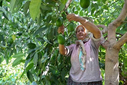 mersinde-ciftciye-tropikal-meyve-destegi