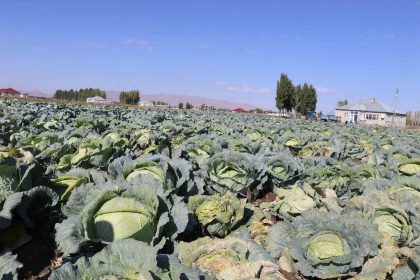 patnosta-lahana-hasadi-basladi