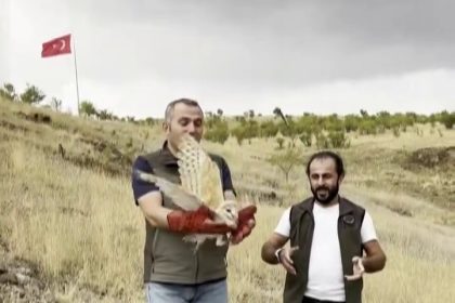 peceli-baykus-yeniden-yaban-hayatta