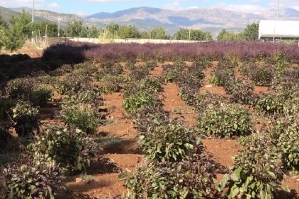 reyhan-tohuma-birakildi-arilar-bal-uretti