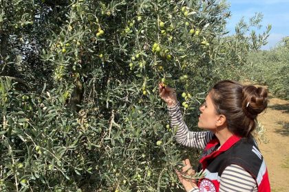 salihlide-zeytin-sinegine-karsi-acil-uyari