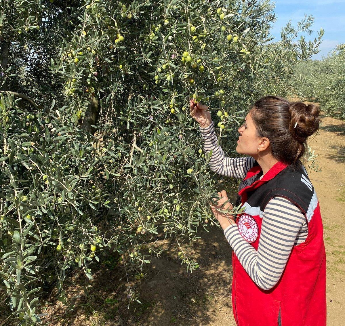 salihlide-zeytin-sinegine-karsi-acil-uyari