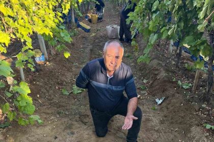 sarigolde-uzum-hasadi-hiz-kesmeden-devam-ediyor