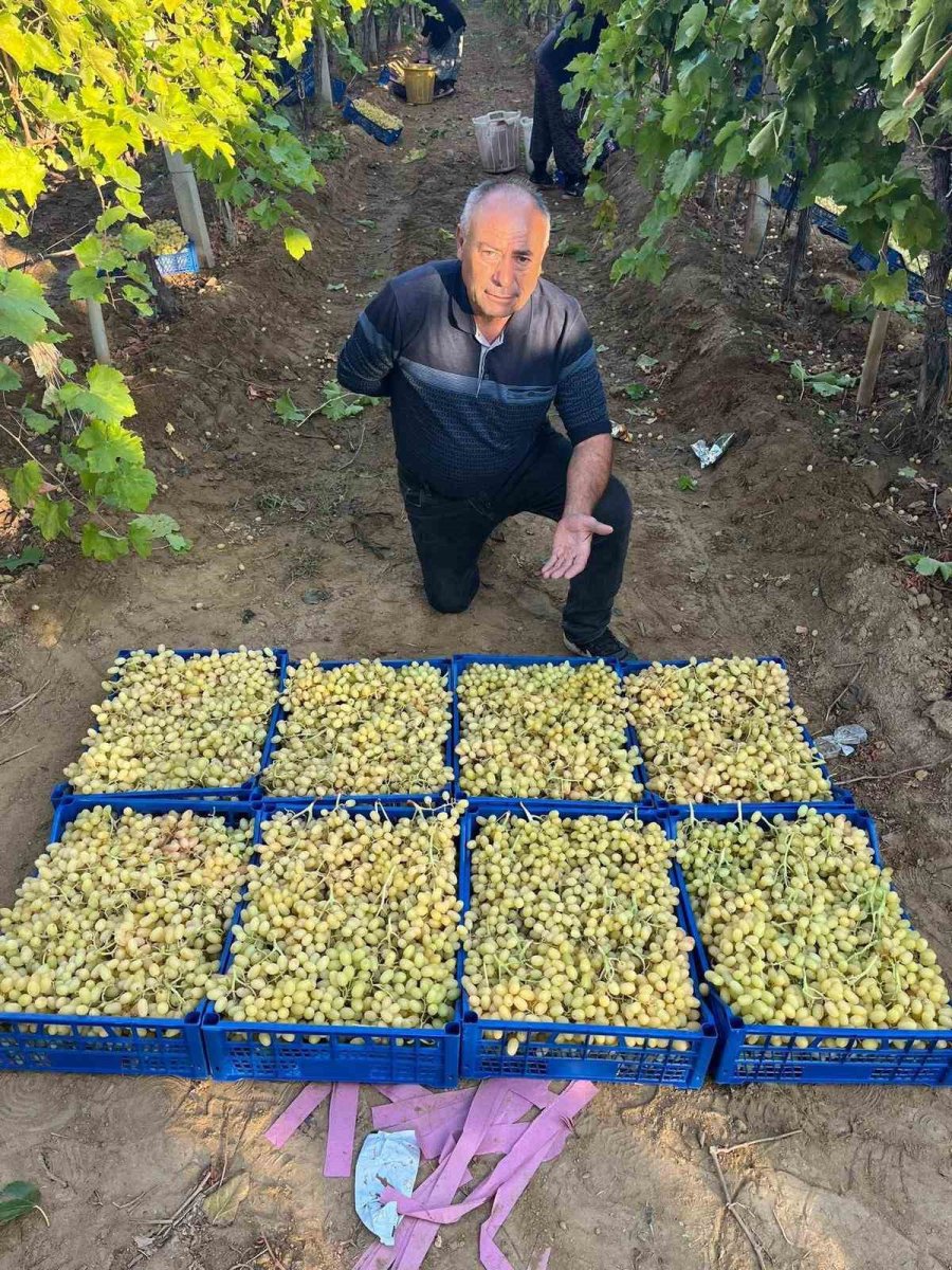 sarigolde-uzum-hasadi-hiz-kesmeden-devam-ediyor