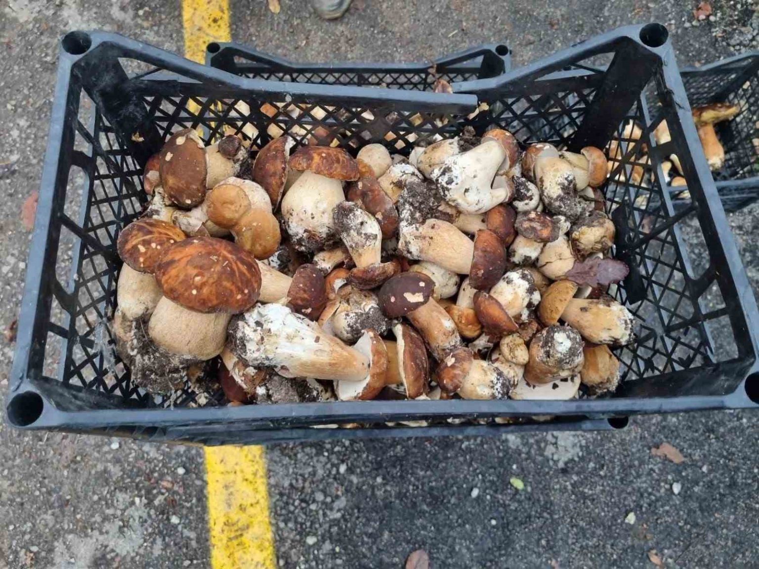 sinoptan-avrupaya-mantar-ihracati