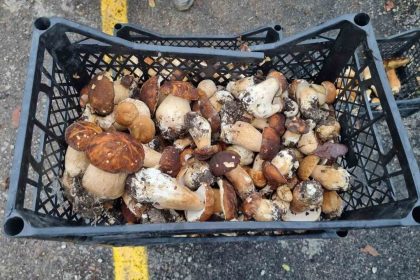 sinoptan-avrupaya-mantar-ihracati