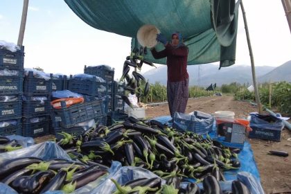 toplu-sera-bolgesi-erzincanda-700-kisiye-istihdam-saglayacak-ekonomiye-yillik-350-milyon-tllik-katki-sunacak