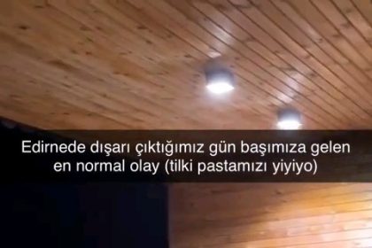 yavru-tilki-dogum-gunu-pastasina-kondu