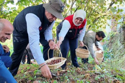 2024te-794-ton-kestane-uretimi-gerceklesti