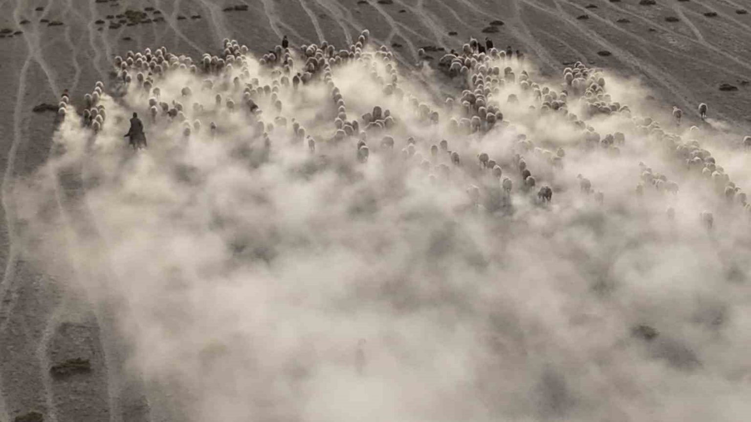arazide-ilerleyen-koyun-ve-kuzularin-toz-bulutlariyla-goruntusu-gorsel-solen-sundu