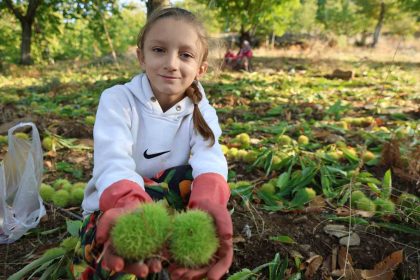 aydinin-daglarinda-hareketlilik-basladi-kestane-ureticilerini-hasat-telasi-sardi