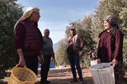 baskan-okuzcuoglu-ciftcilerle-birlikte-zeytin-hasadi-yapti