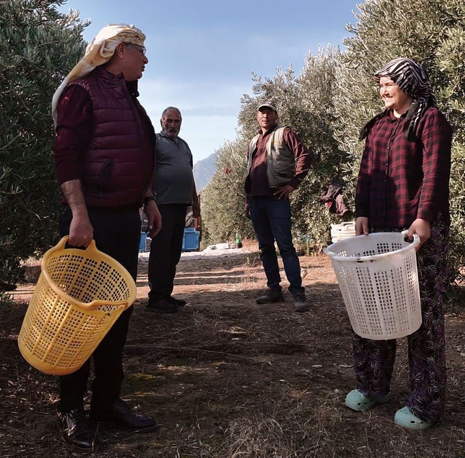 baskan-okuzcuoglu-ciftcilerle-birlikte-zeytin-hasadi-yapti
