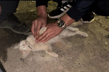 bingolde-itfaiye-personelinden-kediyi-kurtarmak-icin-kalp-masaji