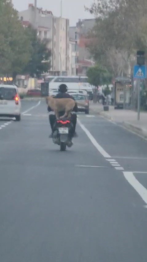 canakkalede-motor-artcisi-gorenleri-hem-sasirtti-hem-neselendirdi